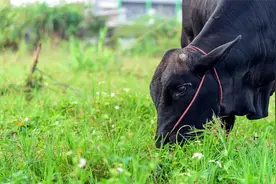 在农村，搞这几种养殖很有“钱途”图片
