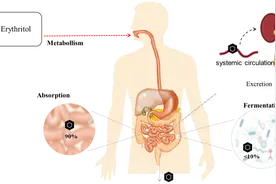 「赤藓糖醇系列二」它往哪里去？图片