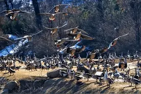 东北大叔养殖会飞的鹅，被大雁“拐跑”上千只，半年后带回上万只图片