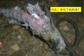 一条翘嘴鱼放进湖里，10分钟后只剩个鱼头，网友：水里有鲨鱼图片