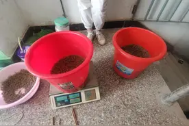 民乐县林草局联合公安局森林警察大队放生一批野生蝎子图片