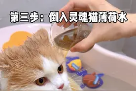 话说用猫薄荷洗澡 是不是威力过大了一些#小奶猫的成长日记  #猫咪的迷惑行为  #京东家居厨房好物推荐