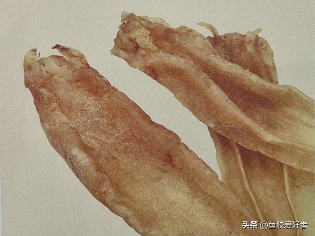 北海花胶种类图片 2026年北海花胶功效作用