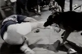 1998年美国温顺杂交犬，深夜将女主人折磨致死，调查发现并非意外图片