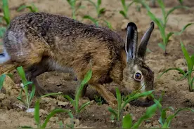 获利28万余元！陕西5人非法捕捉野兔被抓！专家：每只要赔300元图片