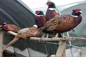 东北野鸡“满天飞”，为何吃货却不敢下嘴？农民直言：真惹不起！图片