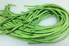 豇豆和豆角是一个东西吗？豆角的种类这么多，教你正确区分图片