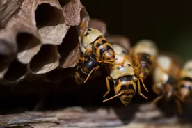 马蜂与马蜂蛹图片