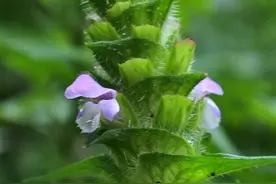 皮下结节皮下脂肪瘤用中药饮片，3周见功。图片