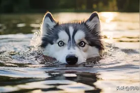 狗竟然不是天生会游泳？ 老人拴狗桥上游2小时，男子劝阻遭反怼图片