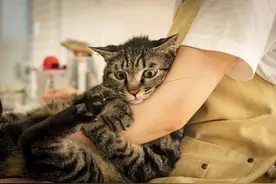 狸花猫“临终前”，会完成这些任务，看哭了图片