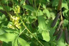 小时候常玩的响铃草，老一辈人叫“响耳草”，到底有啥珍贵？图片