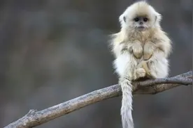 峨眉山“人猴大战”，猴王被当场击毙，为何猴子频繁攻击游客？图片