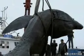 江苏渔民捕鱼返航意外捡到一条死鲨鱼，经鉴定是姥鲨，卖了19万图片