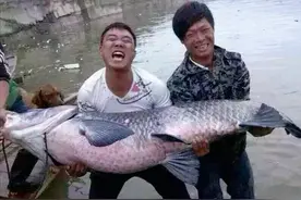 南水北调通水8年，干渠中的鱼有多大？网友曾拍到“米级”大鱼图片