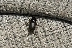 京津冀居民家中现大量不明黑色昆虫？是中华婪步甲？该如何应对？图片