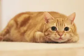 这只橘猫因为“眼睛太大”惨遭遗弃，被收养后直接火遍全网…图片