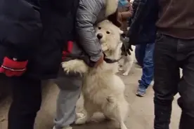 丢失半个多月的萨摩耶，再见已沦落狗肉车，女主找到狗狗抱头痛哭图片