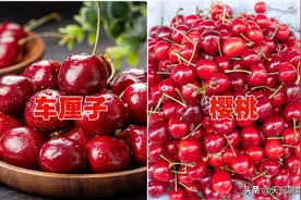 明明长得很像，1个叫“樱桃”，1个却叫“车厘子”，它俩啥关系？图片