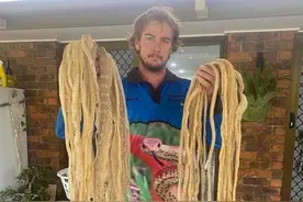 澳男子差点崩溃！家里发现50多张蛇皮：这些蛇到底去哪里了？图片