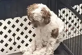 去接寄养三天的狗狗，可狗子好像没认出主人，网友的解释看哭了!图片