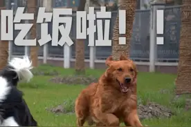 除了狗粮，可以给狗狗喂点什么？图片