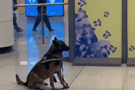 社牛警犬在群众拥护下迷失自我，社恐则躲在角落眼神闪烁图片