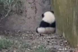 残疾大熊猫宝宝“福菀”，终于学会爬树了！图片