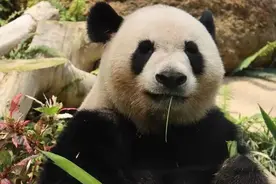 【开心家族】打开澳门的大熊猫之旅图片