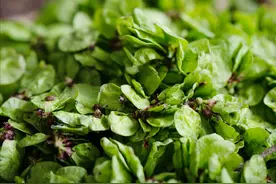 这6种常见的野菜，比大鱼大肉都鲜美，见了就拔回家，好吃不花钱图片