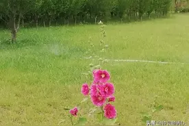 不怕贼偷，就怕贼惦记图片