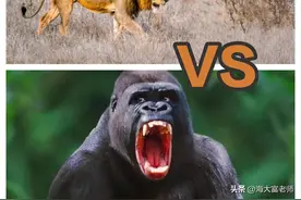 银背大猩猩VS非洲狮到底谁更强？结果可能和你预期的不一样图片
