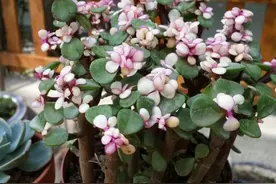 养多肉雅乐之舞，避开4个“错误”，长得旺盛，叶子饱满翠绿图片