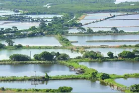鱼塘承包合同到期，村委：100万投资归我！律师助村民追回损失图片