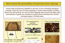 捷克科学家揭示蜜蜂封盖的奥秘图片