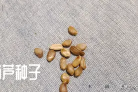 种植葫芦，种子发芽需要什么条件，你知道吗？图片