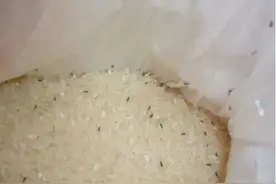 大米生虫，不用愁！掌握这4个小妙招很必要，米袋一年不生虫！图片