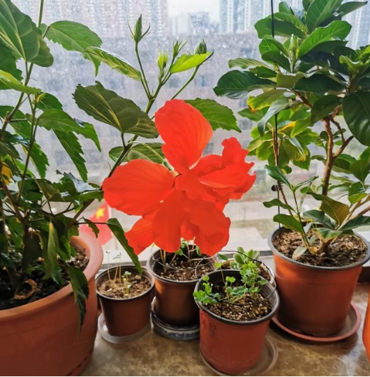 老人说，八种花“不吉利”，家里不能养，虽然很漂亮，还是要扔掉