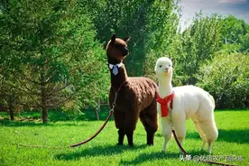 李勇：培育行走“黄金”羊驼 踔厉填补市场空白图片