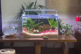 确认硝化菌成功的方法图片