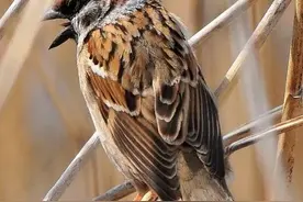 “两鸟进屋，不富也喜”是哪两种鸟？看你家里有吗？图片