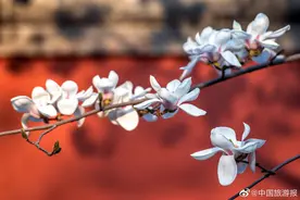 北京天坛公园杏花、玉兰花盛开，春色满园图片