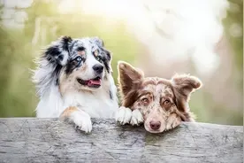 天啊！狗原来会跟自己的“母亲”，发生交配图片