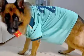 全网最聪明的狗狗糯米：既当保姆又当保安，还是警校毕业的公务员图片