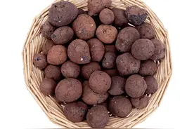 养花妙用陶粒，扦插、水培都能用，人人都叫你绿手指图片