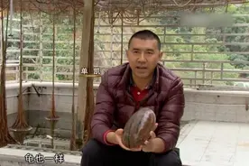 广东男子买了3只乌龟，精心养殖4年后，卖了不少钱图片