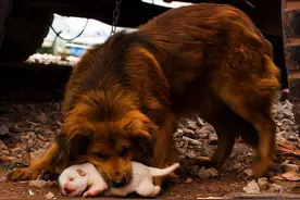 母狗把“幼崽”叼给你，其实是想告诉你这几件事图片