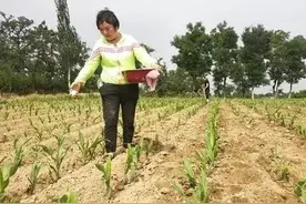 玉米在幼苗期和花粒期，用什么肥料为宜产量高？图片