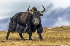 西藏的一级国宝，体重1800斤的野牦牛，为何去牧民家“抢老婆”？图片