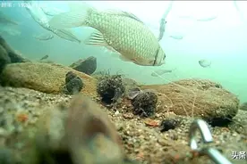 鱼起浮就该钓浮？你又被“大师”忽悠了，折腾半天依然颗粒无收！图片